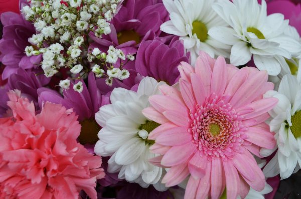 цветок гербер