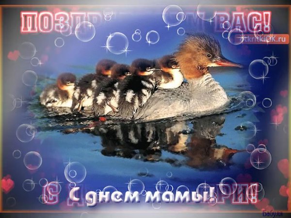 утка поганка