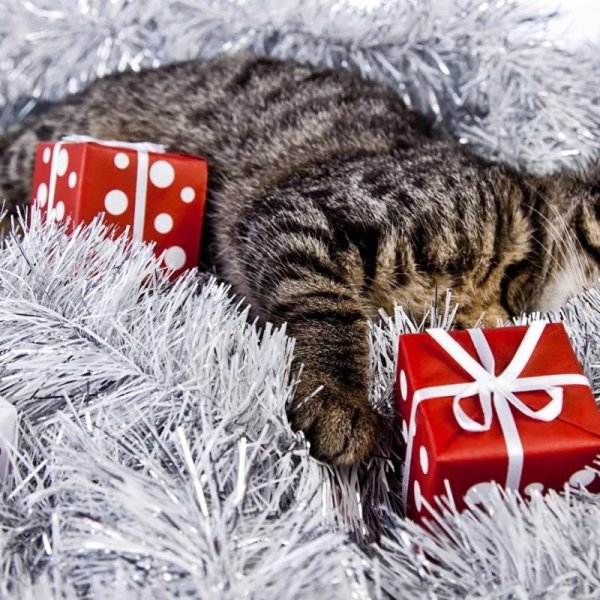 кот новогодний