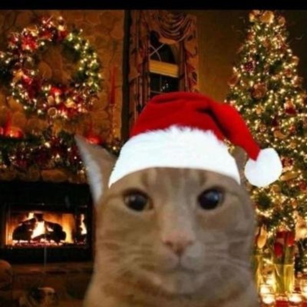 новогодние кошки