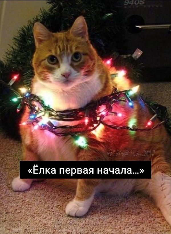 кот на елке