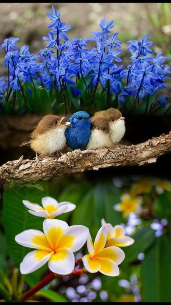 плюмерия франжипани