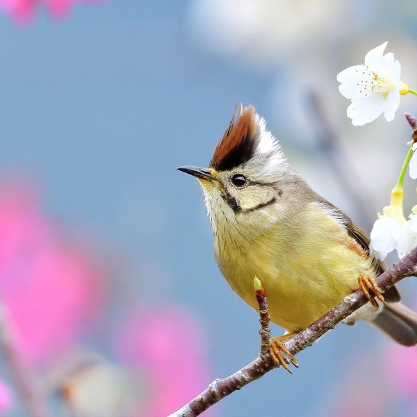 доброго утра весеннего