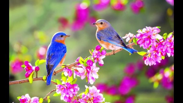 птички летом