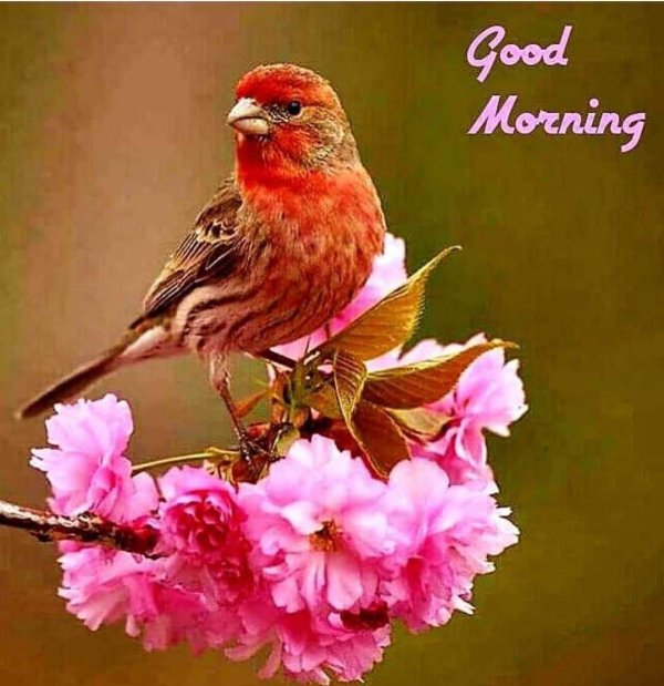 розовая птица