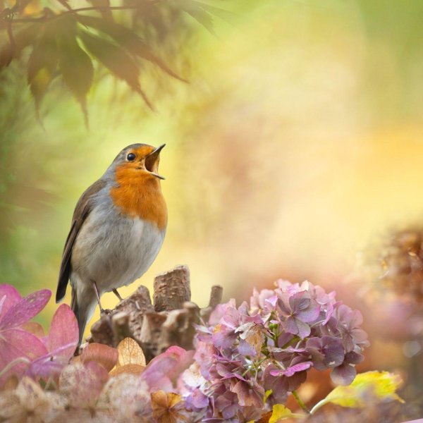 зарянка малиновка горихвостка