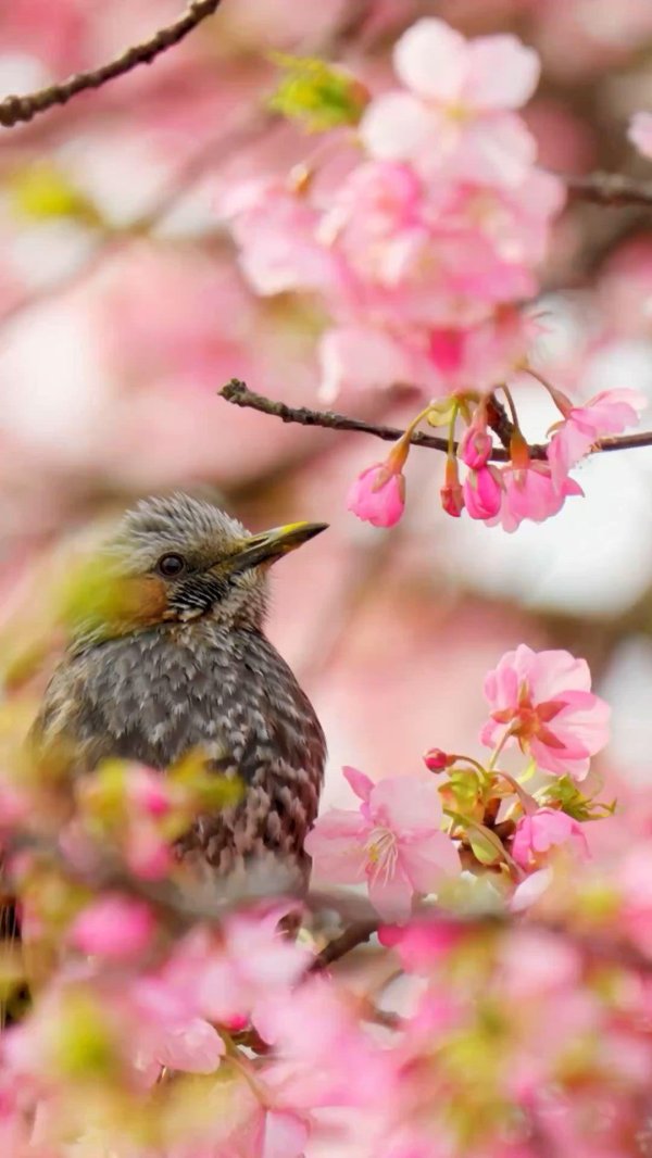 птички весенние
