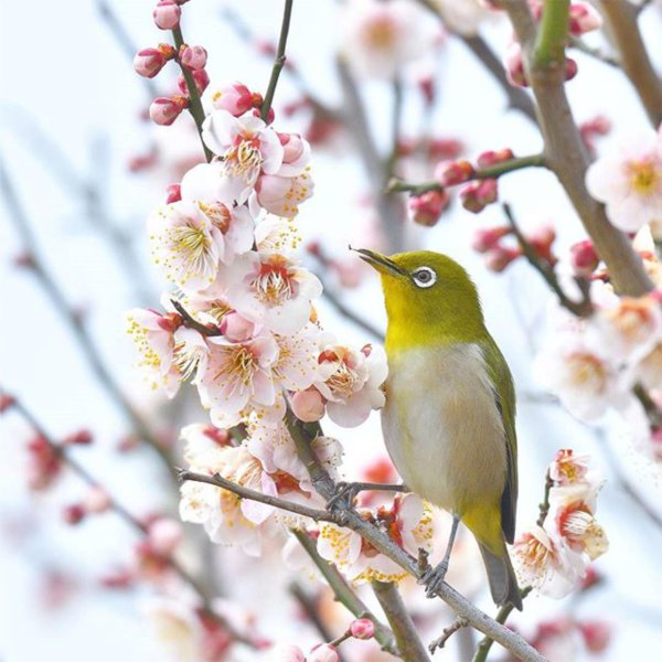 сакура японские белоглазки