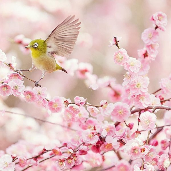 сакура японские белоглазки