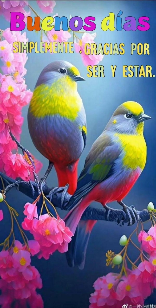 разноцветная птица