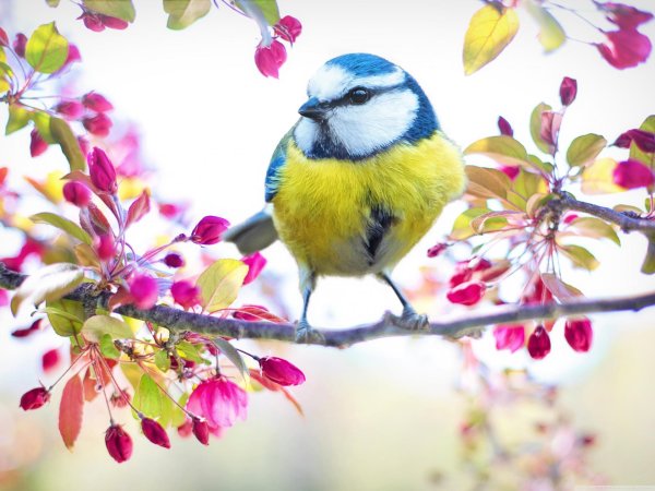 лазоревка синица