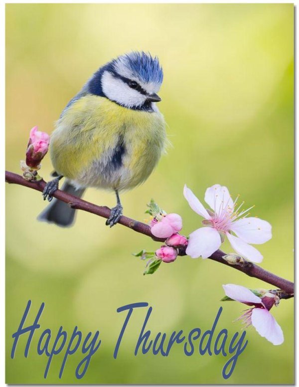 лазоревка синица