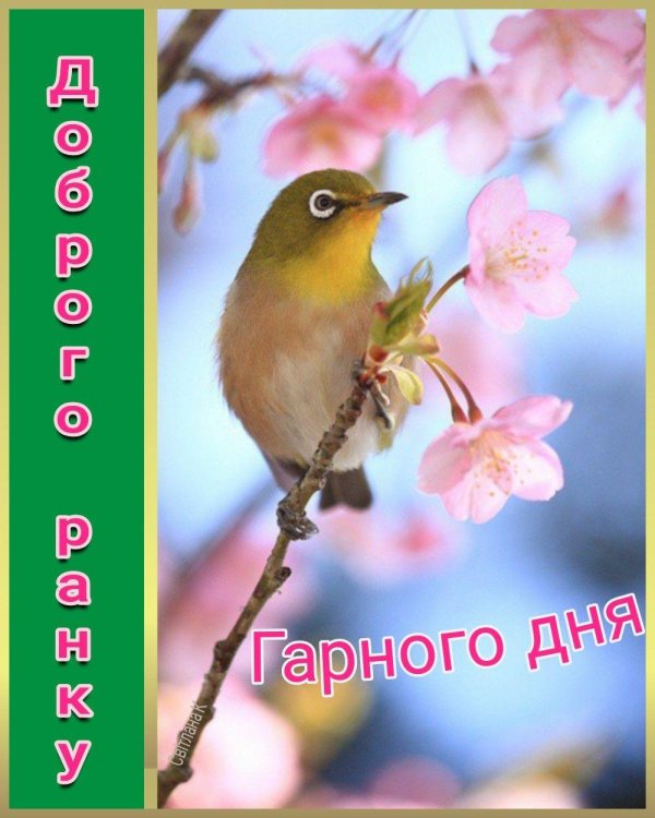 сакура японские белоглазки