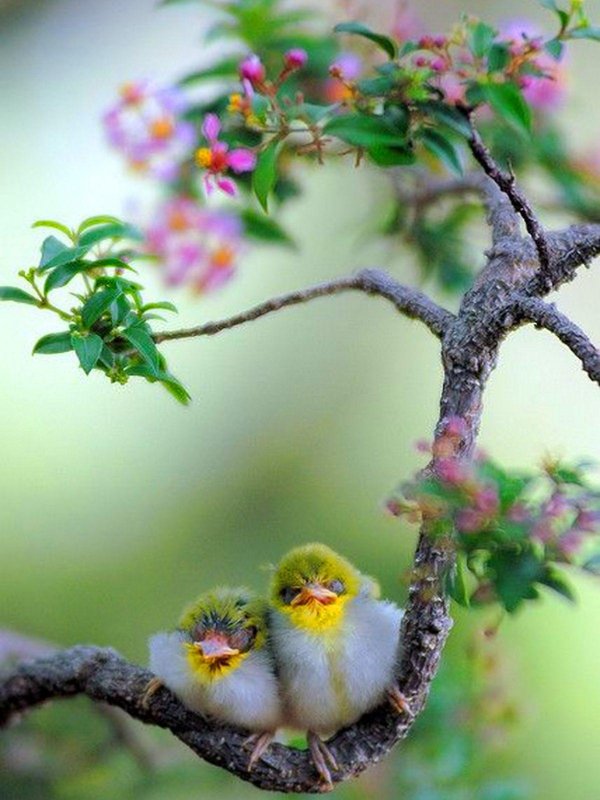 синица птенец