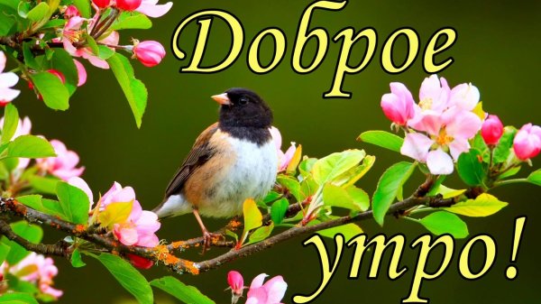 весенние птички