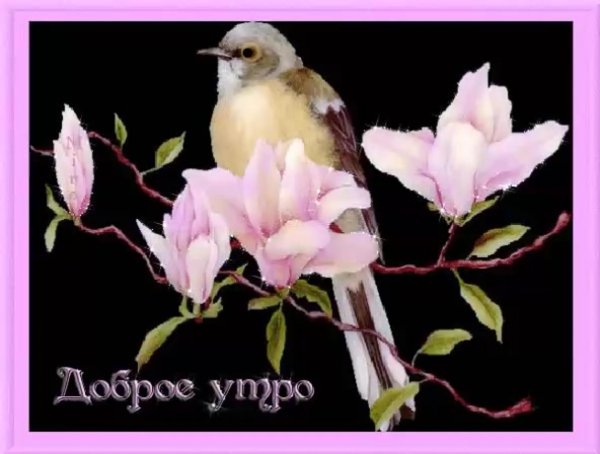 анимированные птицы