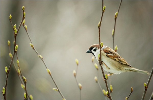 полевой воробей воробьиные