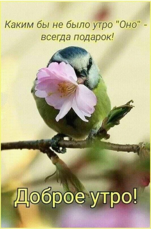 утро птички