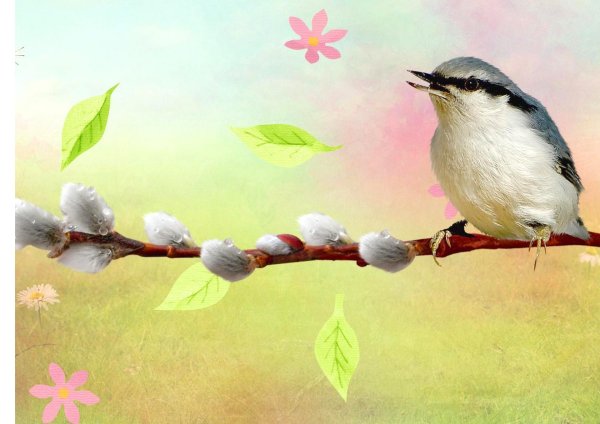 поползень обыкновенный