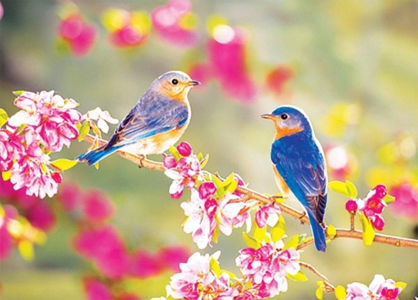 яркая птица