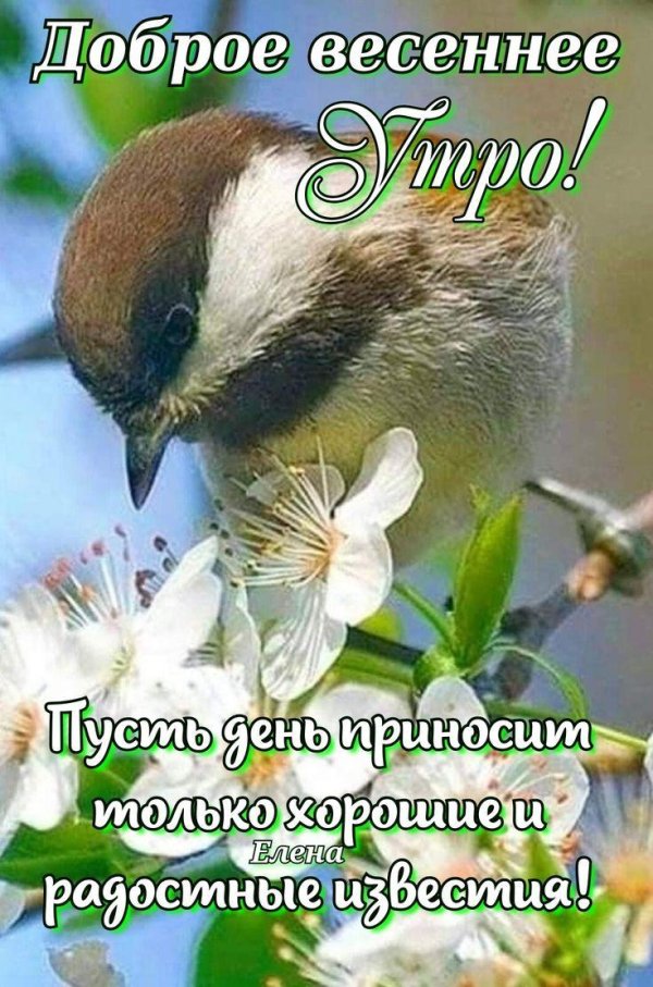 птицы летом