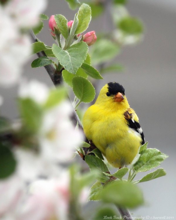 american goldfinch птица