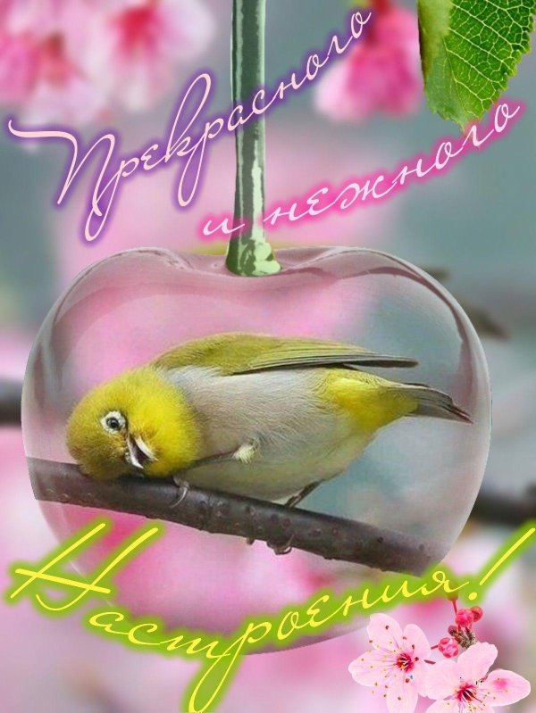 японская белоглазка