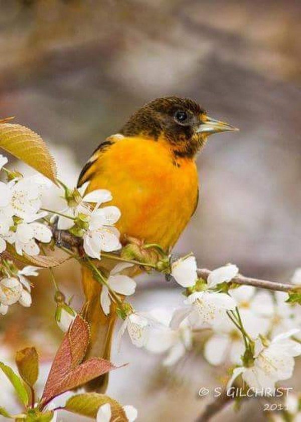 балтиморская иволга