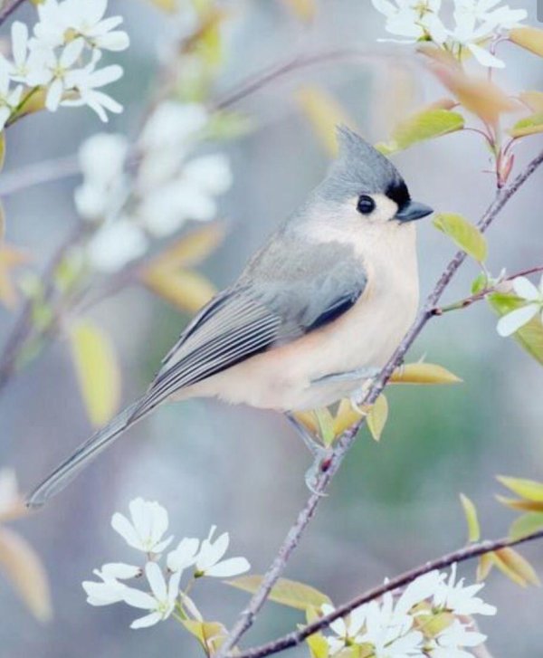 tufted titmouse