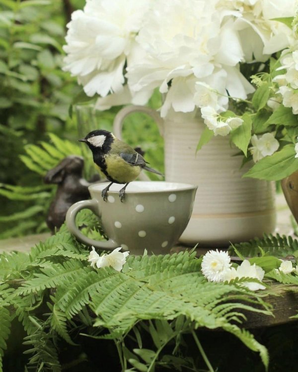 чаепитие у птиц