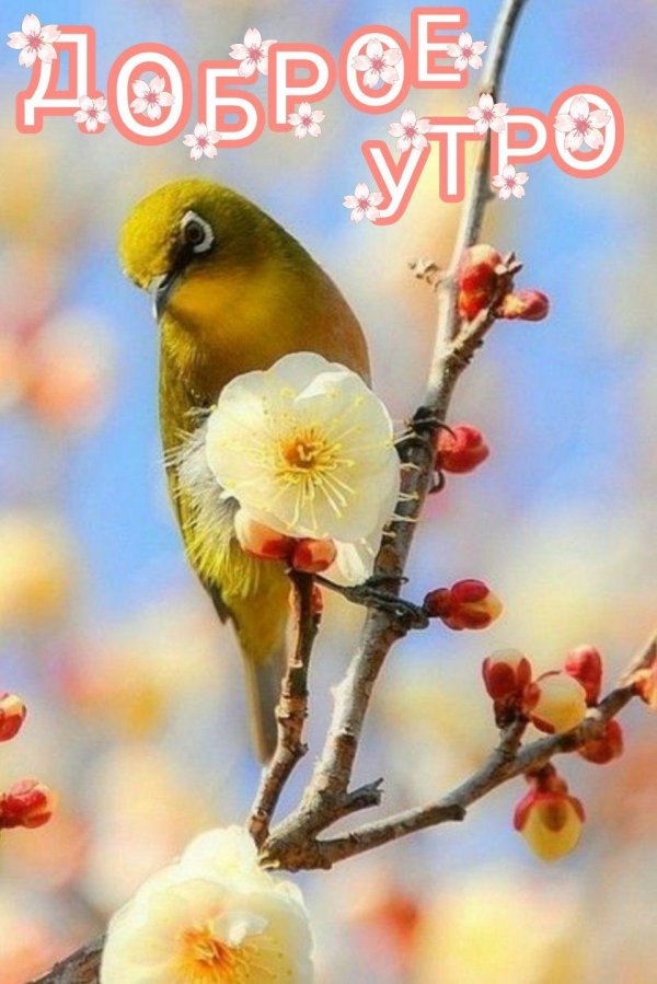 утро птички