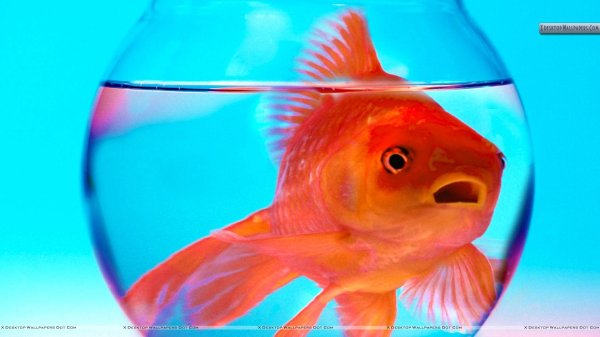 золотой рыбки