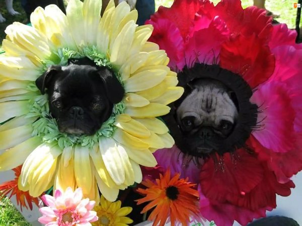 цветок смешной