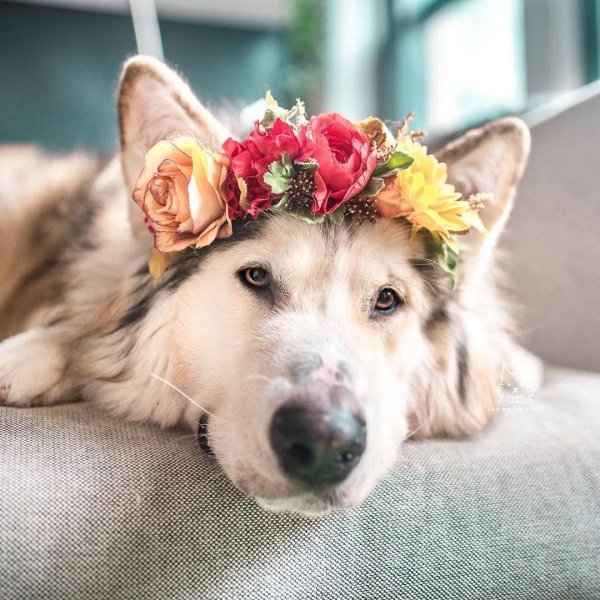 собака красивая