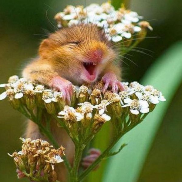 хомячок улыбается