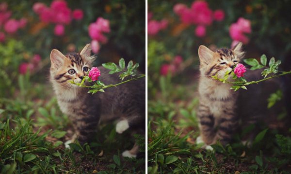 очаровательные котята