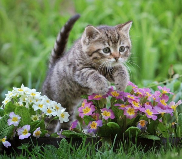 летние котики