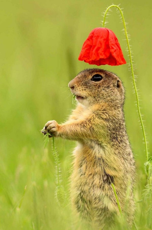 смешной суслик