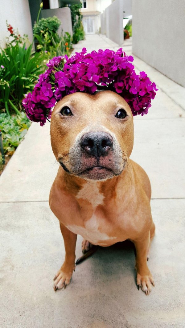 амстафф лиловый