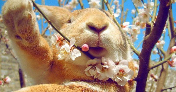 животные весной