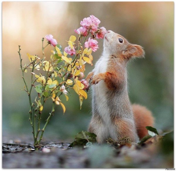 доброе утро зверюшки