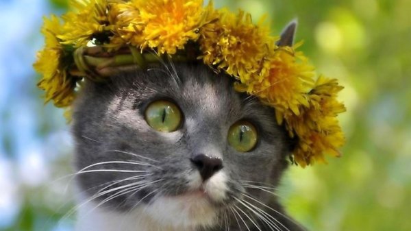 венки из одуванчиков