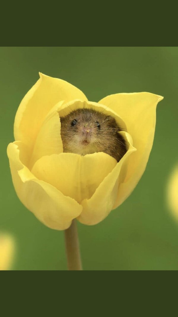 мыши полевки