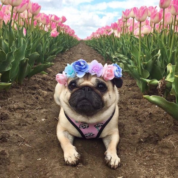 красивые мопсы