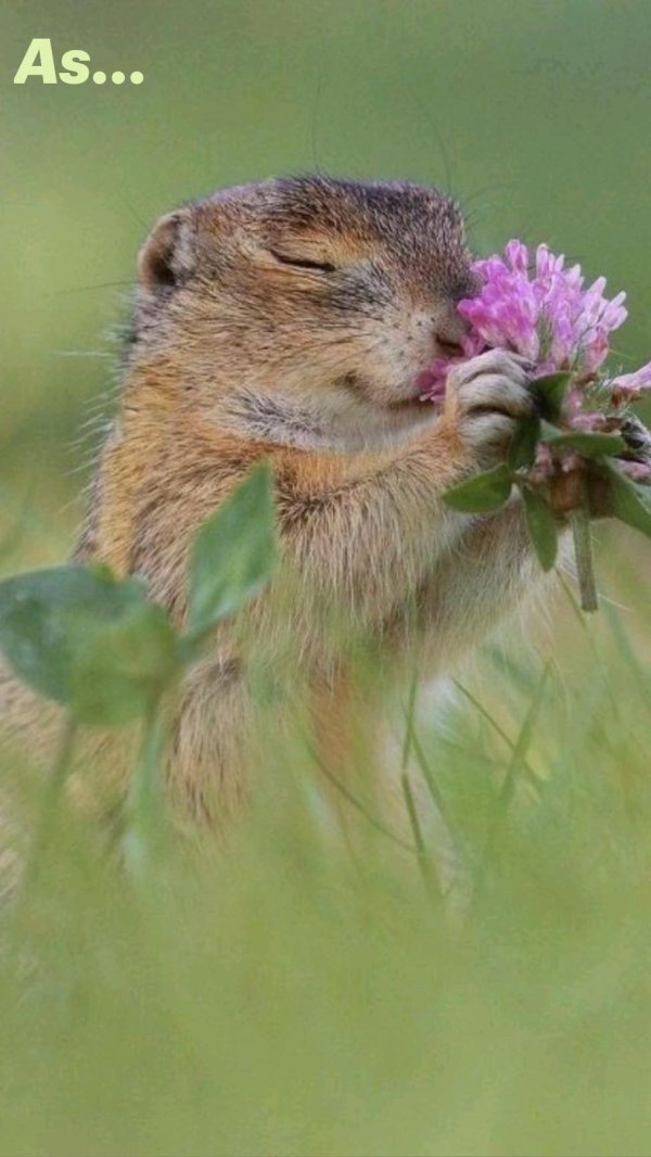 милые суслики