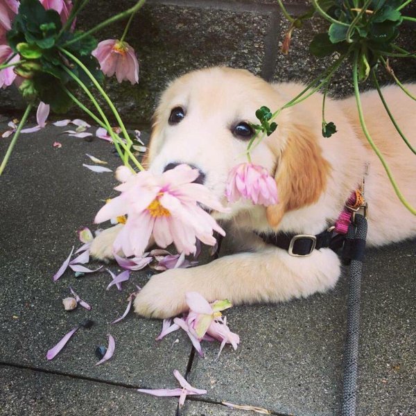 собака золотистый ретривер