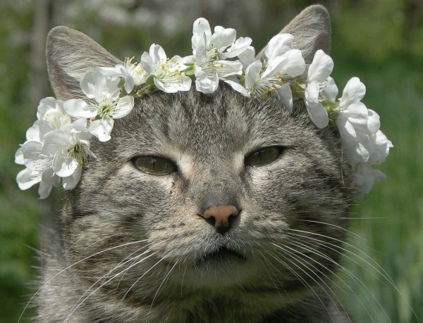 весенние котики