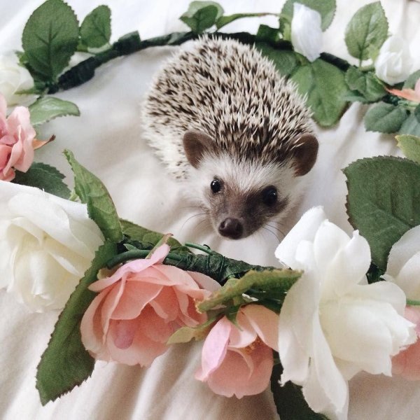 африканский карликовый ежик