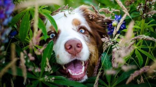 австралийская овчарка аусси