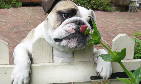 английский бульдог